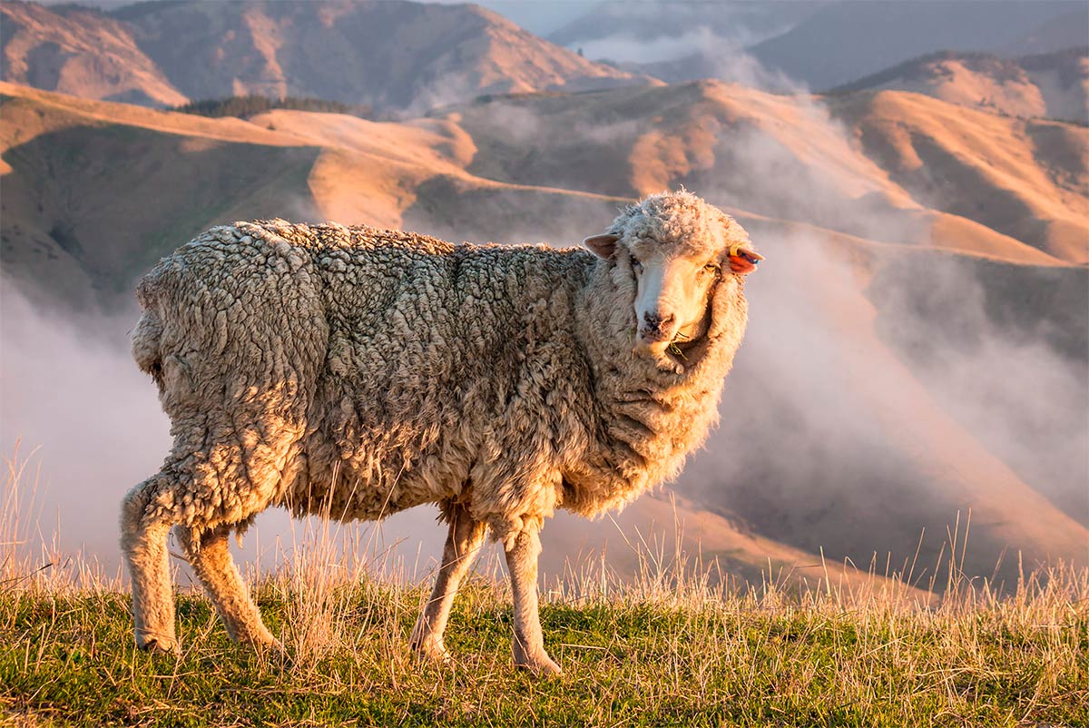 La lana de las ovejas merinas está considerada como la mejor del mundo
