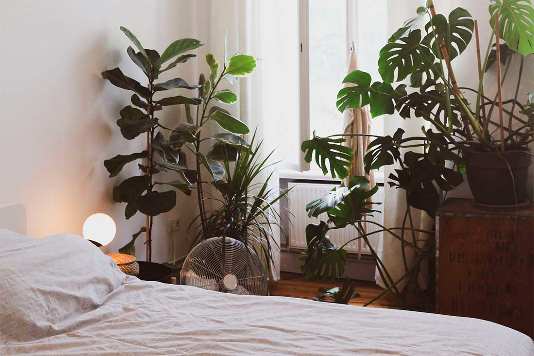 ¿Cómo afectan las plantas en el dormitorio a nuestro descanso?