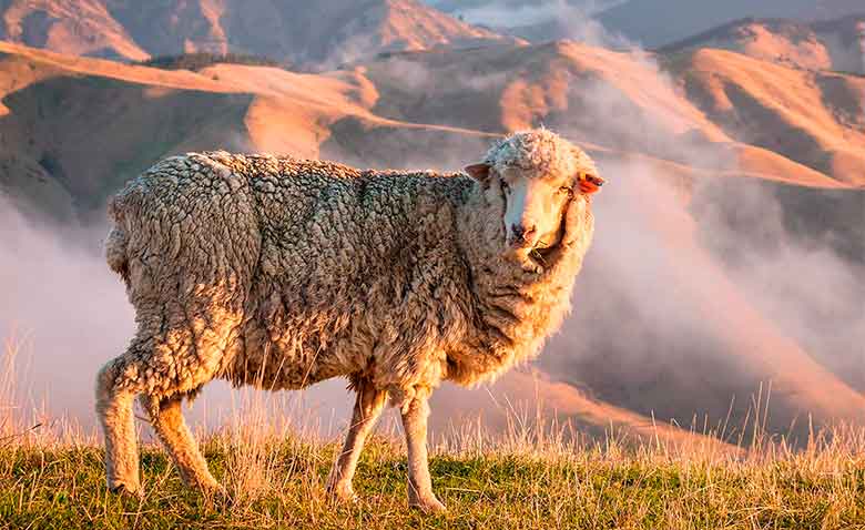 Esta ovejita produce la considerada como mejor lana del mundo